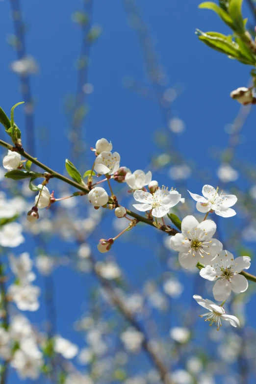 blooming tree nches with clear sky in the background