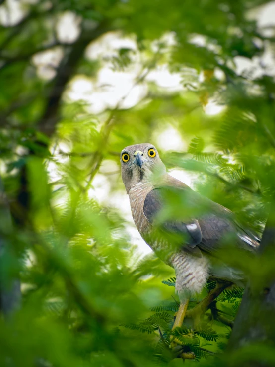 an eagle looking out from the leaves of a tree