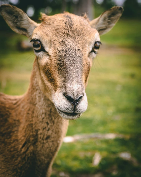 a young deer stares intently into the camera