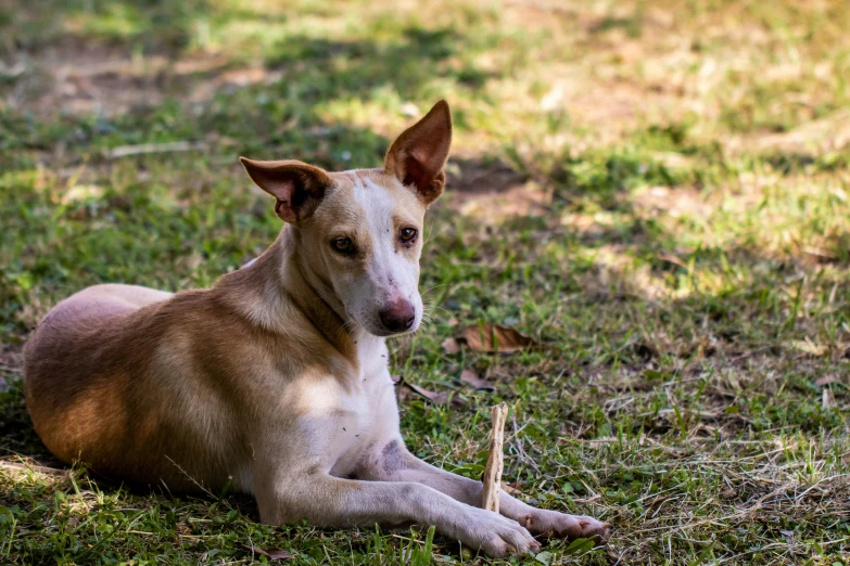 a dog laying in the grass with his eyes open