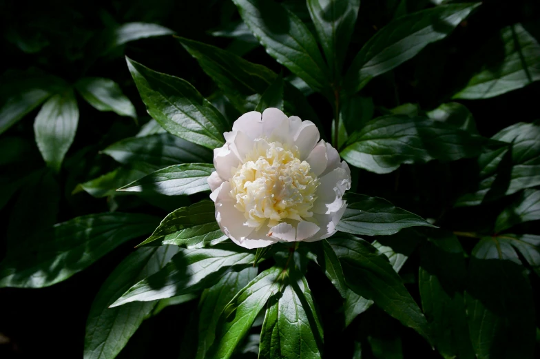 a white and yellow flower is blooming on a leafy plant