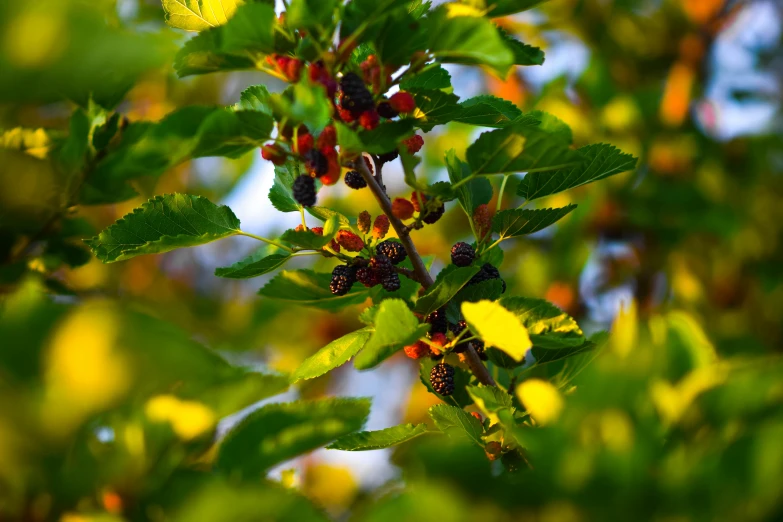 a nch of a tree with fruit hanging from it