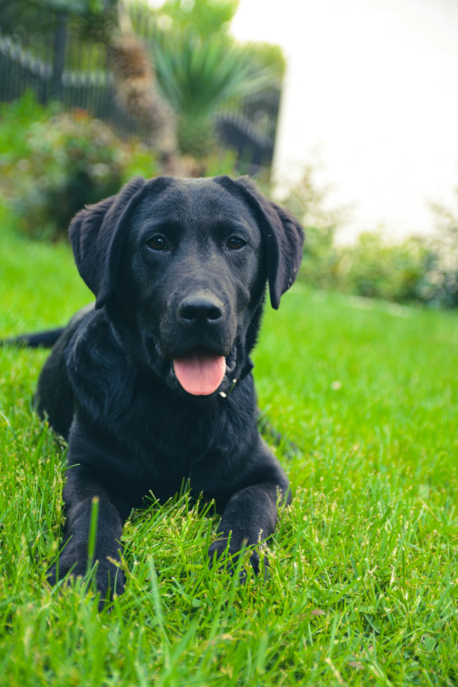 a dog laying in the grass in a park