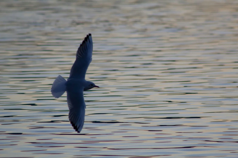 a lone seagull is soaring above the water