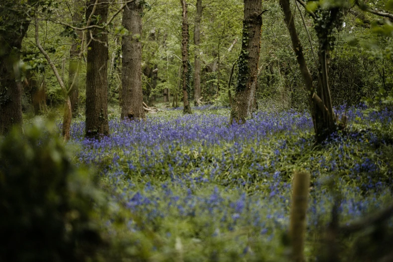 a trail in the forest with bluebells on it