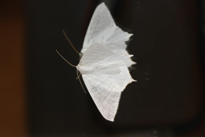 an extreme close up of a white moth