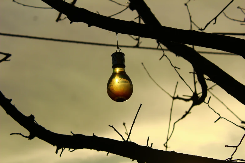 an empty light bulb suspended from a tree