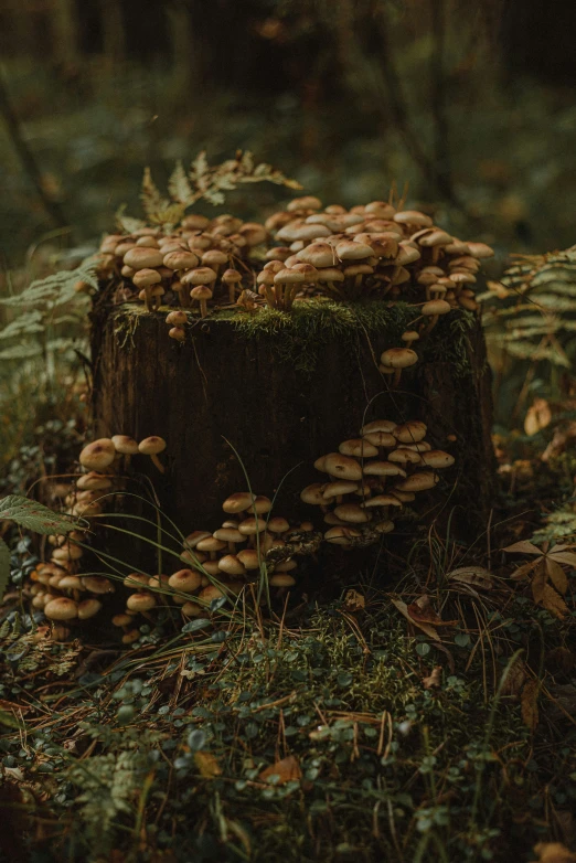 a large tree stump covered in mushrooms surrounded by ferns