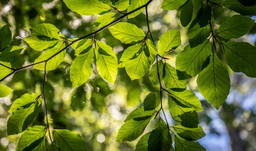 green leaves are being held up by a vine