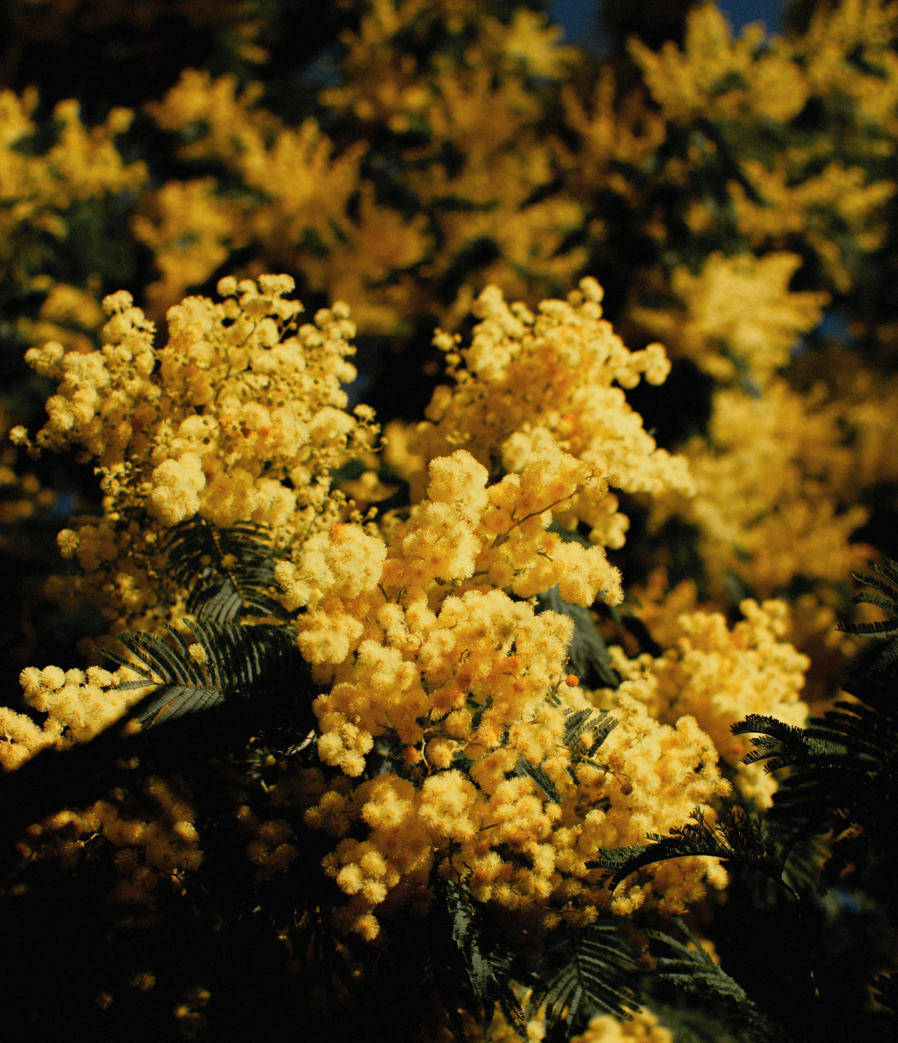 close up image of a tree with a lot of yellow flowers