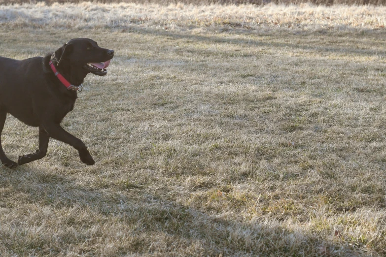 a black dog running in the grass with its mouth open