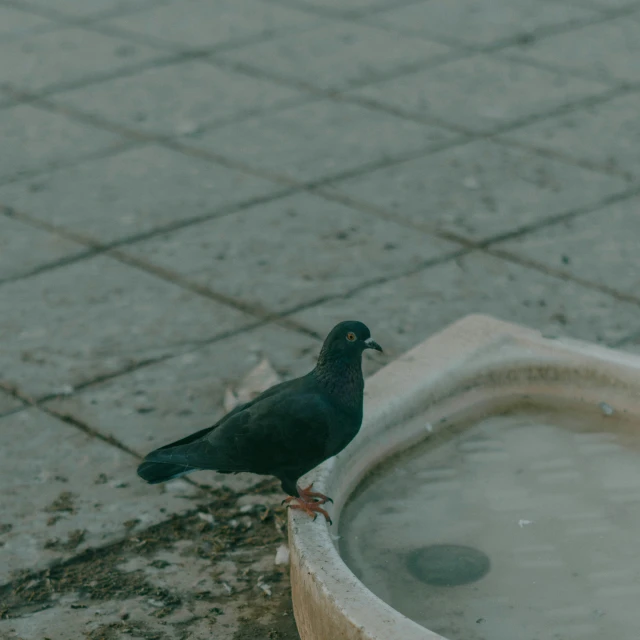 a black bird with a black beak is standing on the edge of a water trough