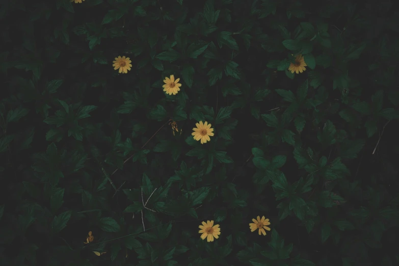 there are yellow flowers growing on the shrubbery