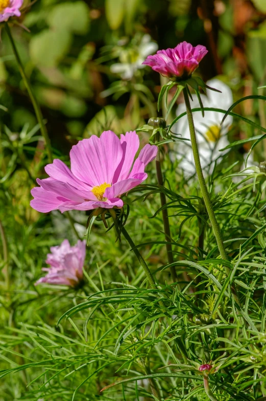 a bunch of pretty pink flowers that are in some tall grass