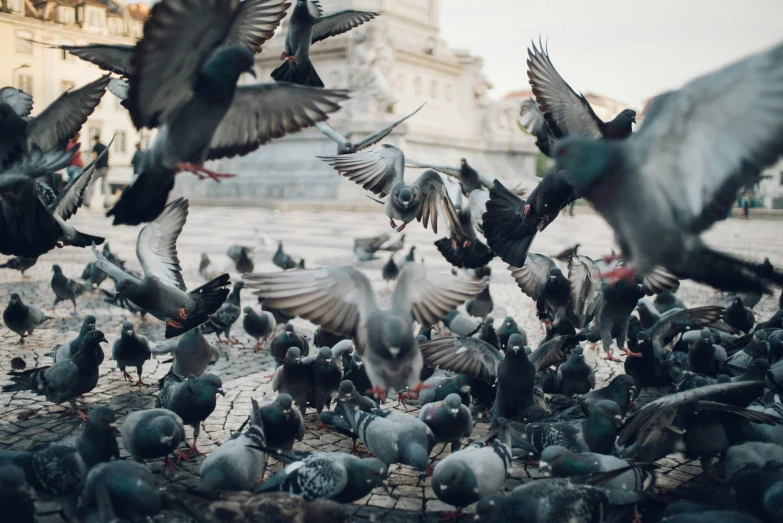 a flock of pigeons gather together on a table