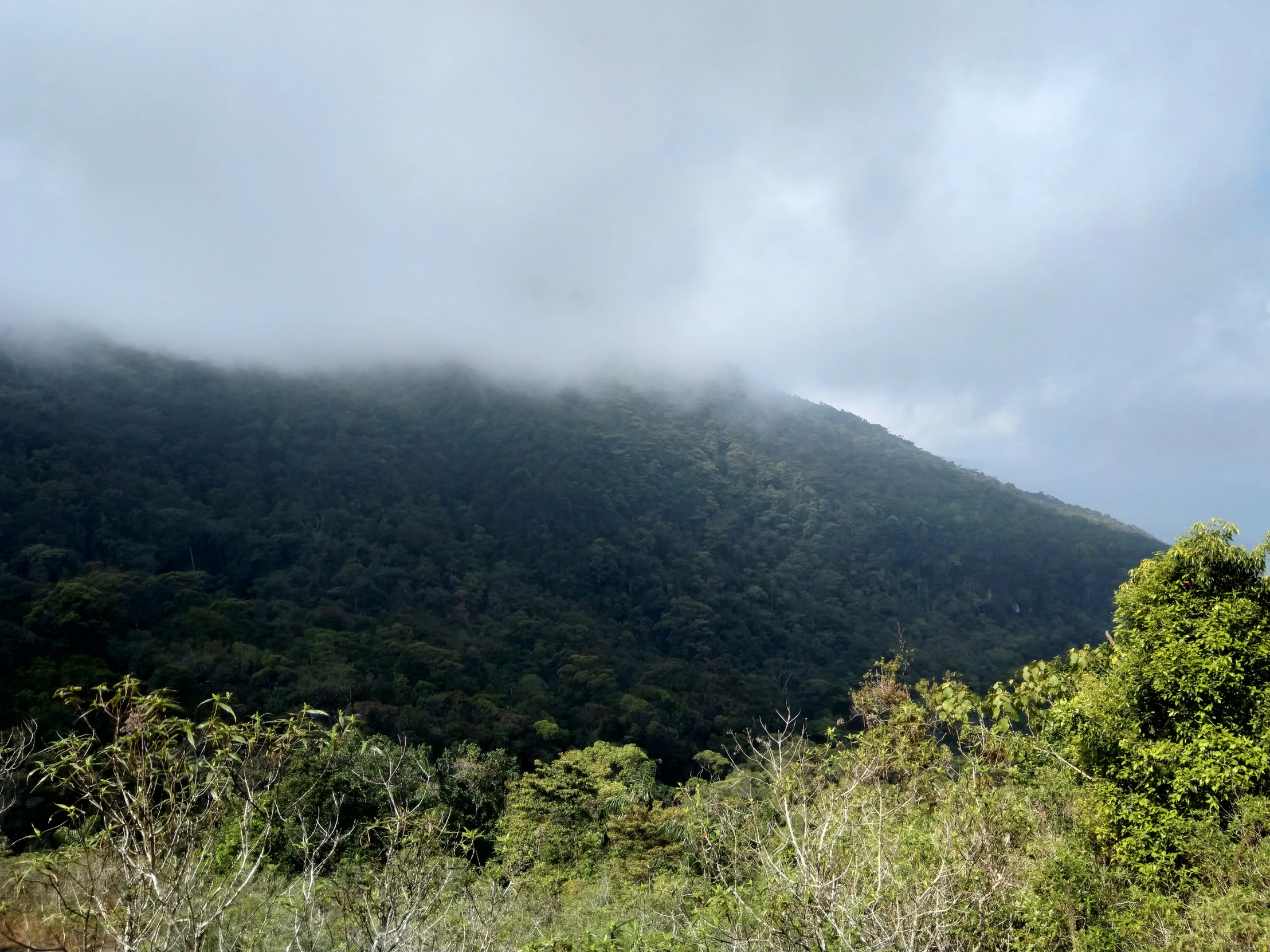 a tall mountain sitting behind trees and bushes