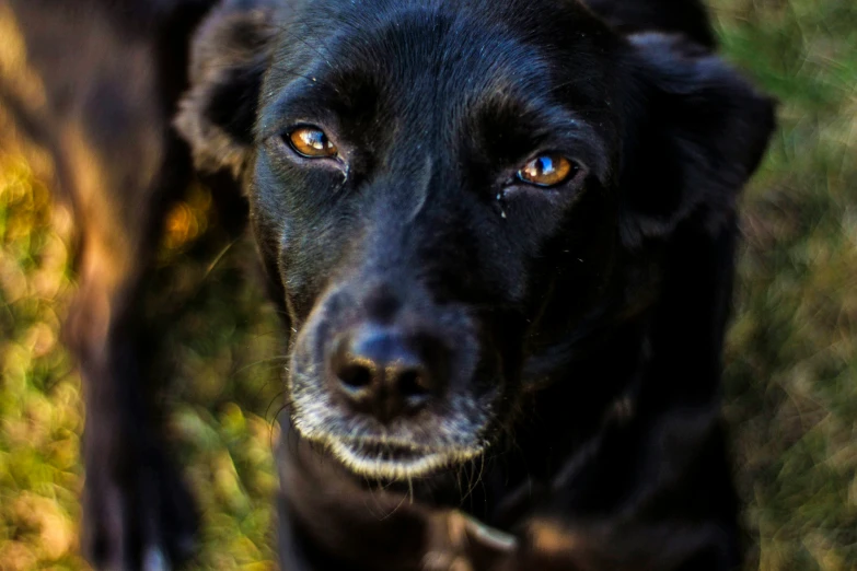 a black dog staring at the camera