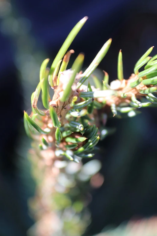 a close up image of a single piece of pine needles