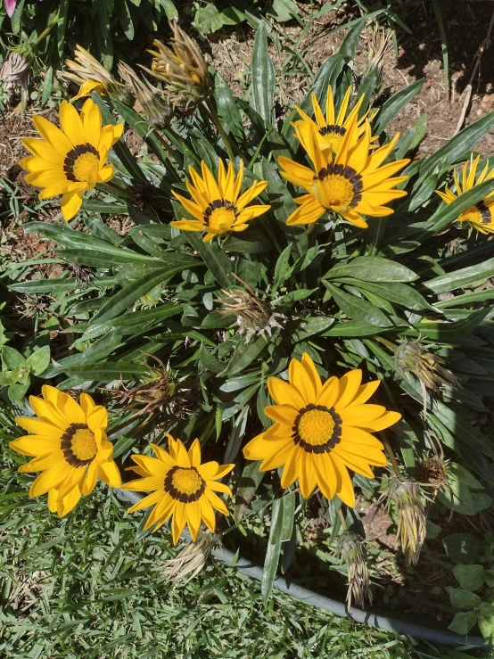 small yellow flowers grow in the green grass