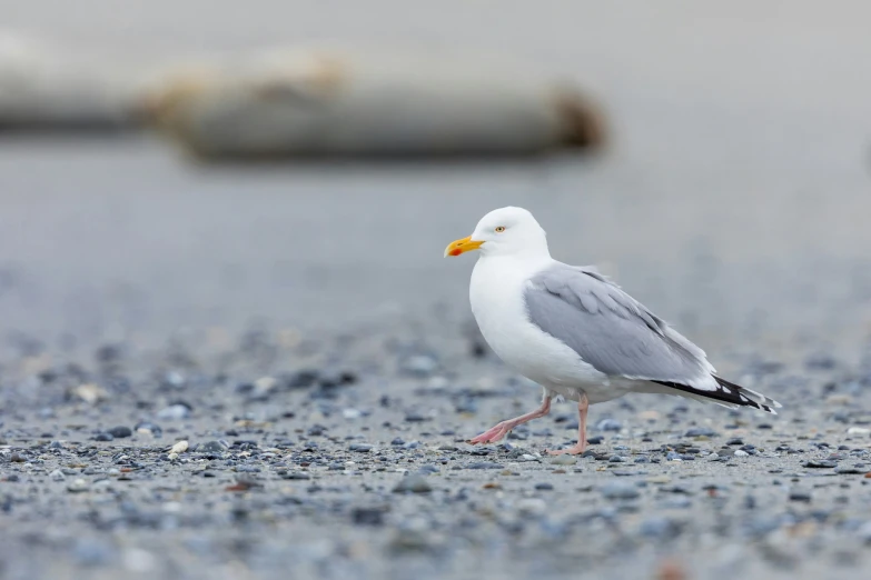 a small bird is standing on the ground near two empty cans