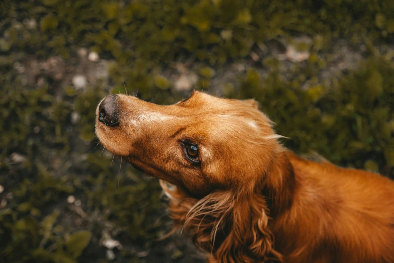 a brown dog looking up while standing in grass