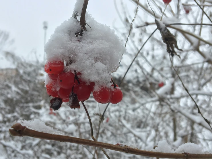 a berry nch with red berries in snow