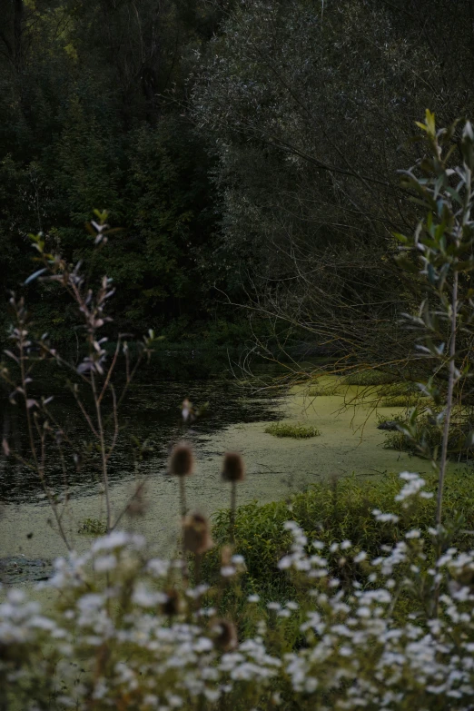 there are plants growing around a small pond