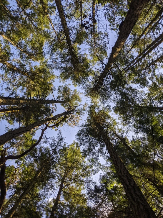 the tall trees are reaching for the sky