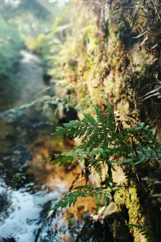 a plant on a tree nch next to a river