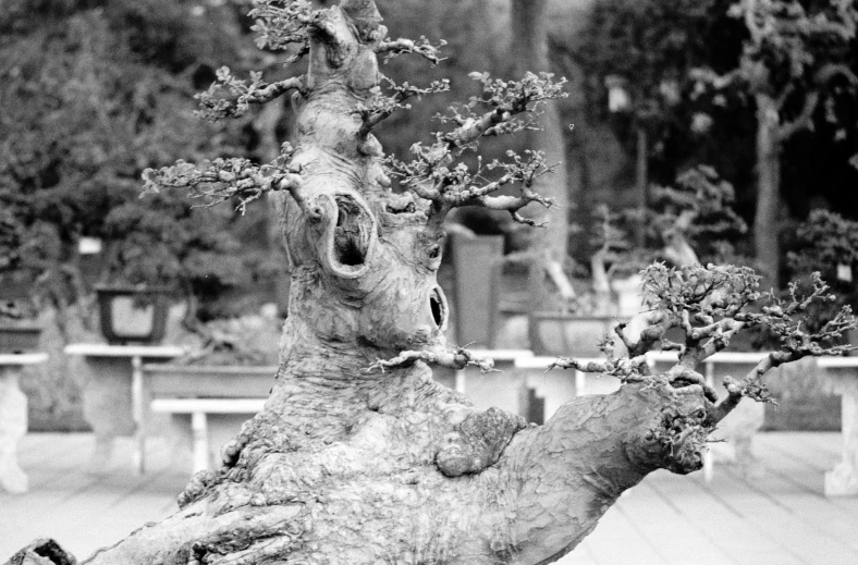 black and white pograph of a tree