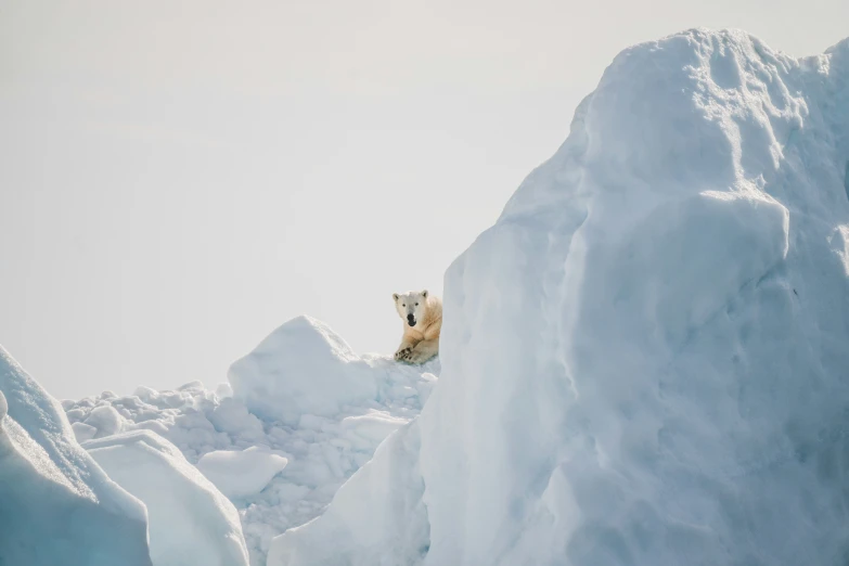 a polar bear climbing up some very pretty snow