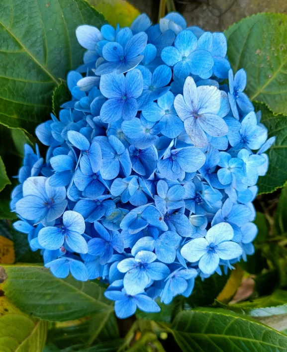 a closeup view of a hydrant that has very many flowers