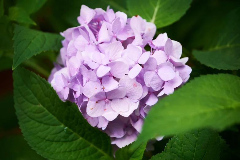 the very pretty purple flowers are growing