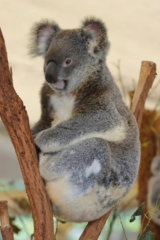 an animal sitting on top of a tree nch