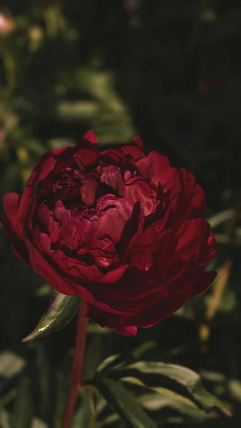 there is a close up of a large red flower