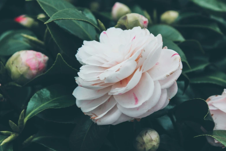 there are flowers that are growing in the bush