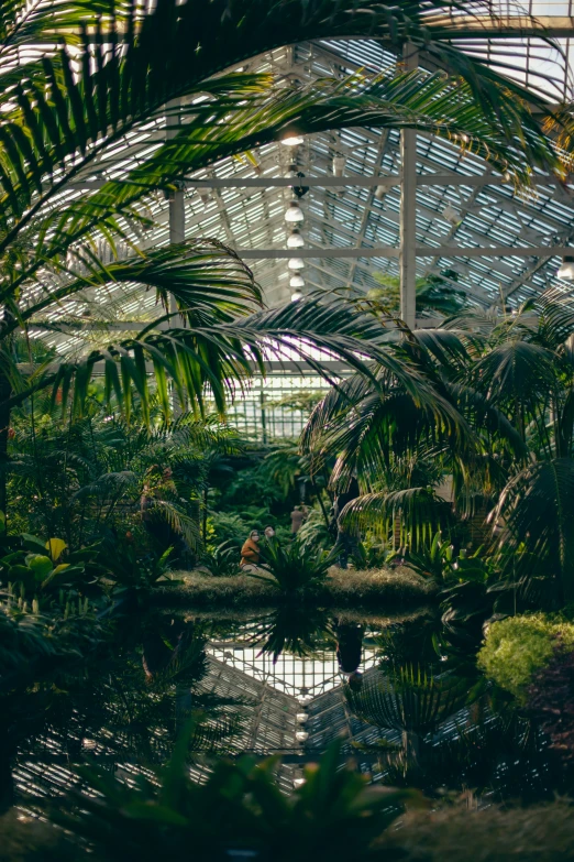 palm trees and other tropical plants inside a glass house