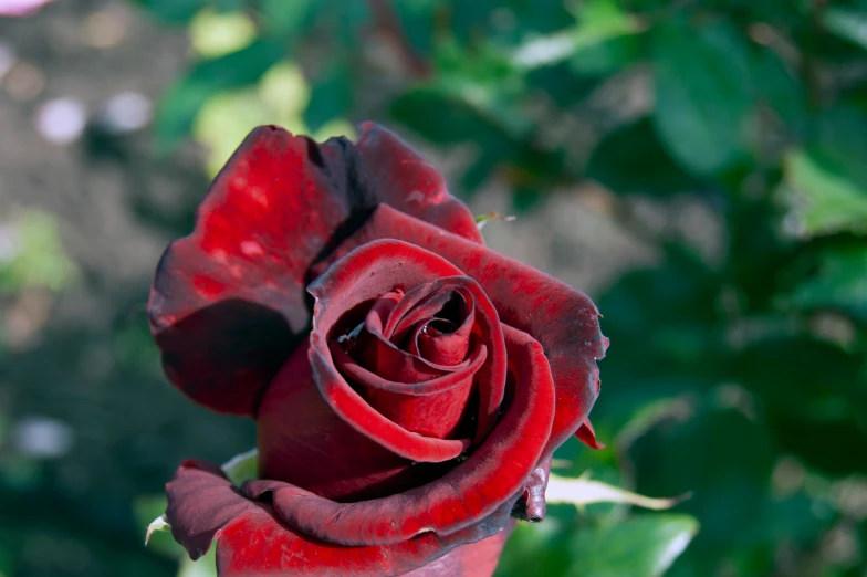 a red rose is being opened with dark leaves