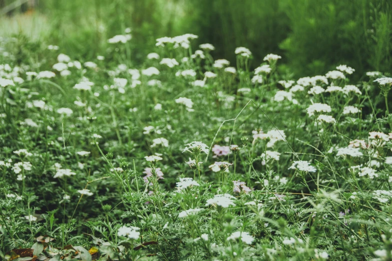 a white flowery meadow with grass and flowers