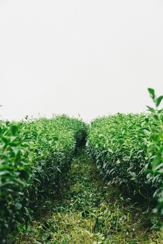 a person walking down a dirt path surrounded by tall plants