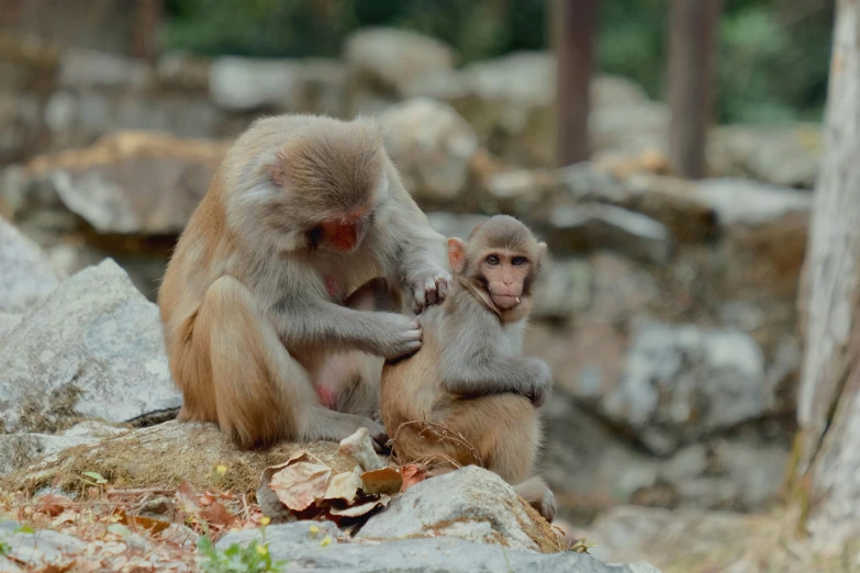 a couple of monkeys standing on top of a rocky area