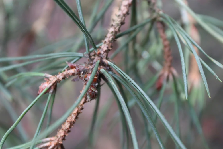 a tiny bird perched on a nch of a pine tree