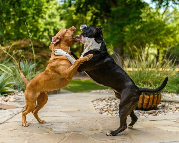 two dogs playing outside one has its head on the other