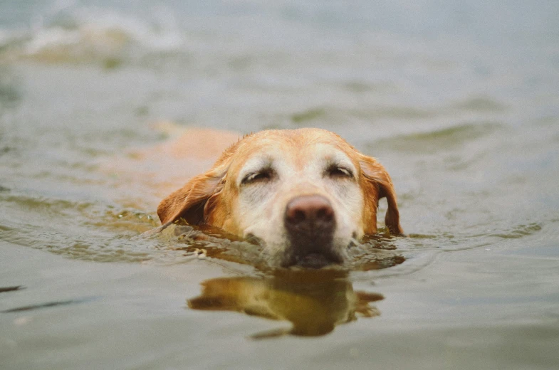 a dog that is swimming in some water