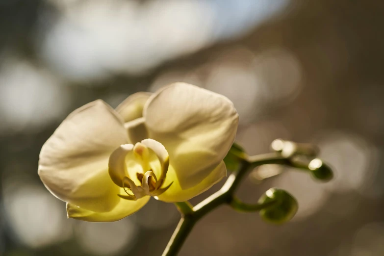 a large white and yellow flower sitting on top of a table