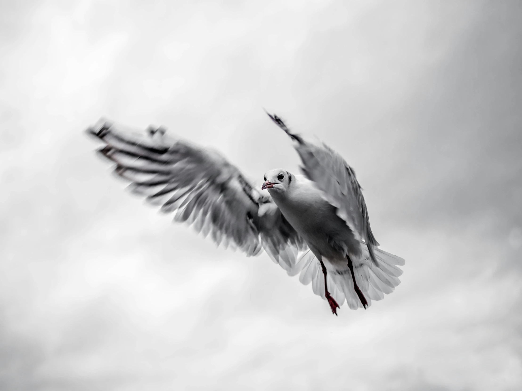 a white seagull flying in a cloudy sky