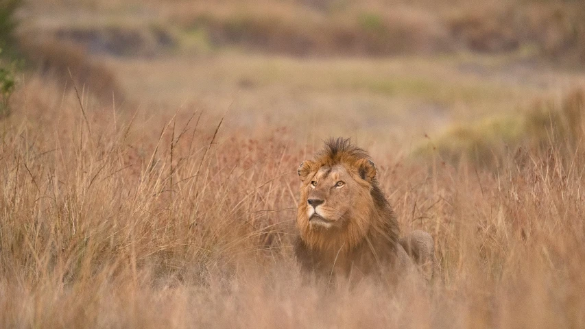 a lion standing in the tall grass with a blurry background