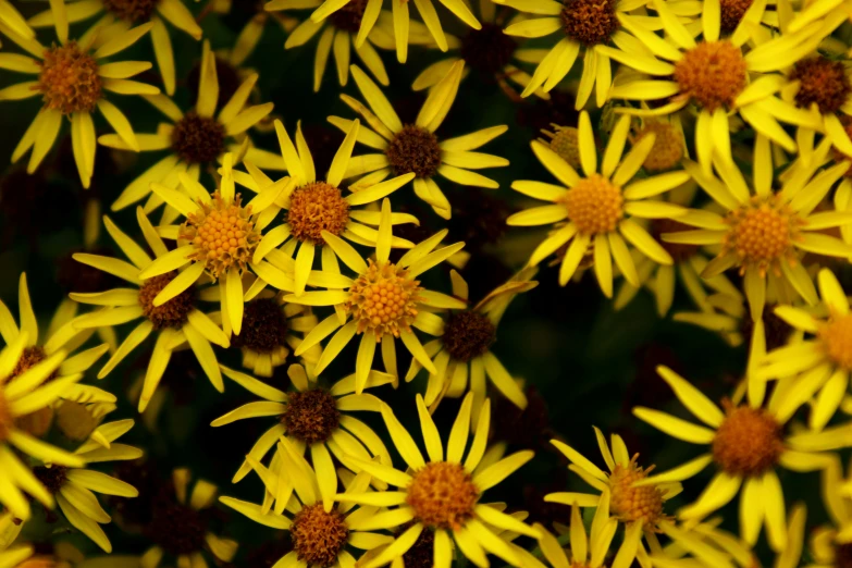 the sun is shining on yellow and brown flowers