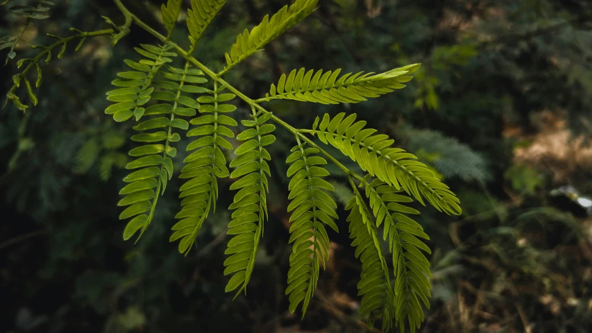 a closeup of some green plants and some leaves