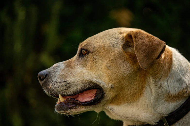 a close up of a dog looking forward